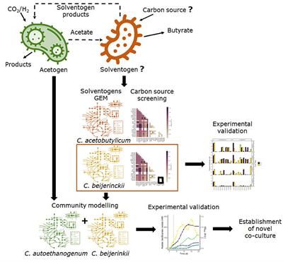Model-driven approach for the production of butyrate from CO2/H2 by a novel co-culture of C. autoethanogenum and C. beijerinckii
